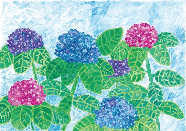 紫陽花