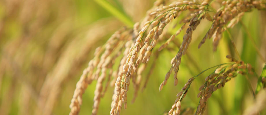 米穀の販売動向