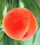 白鳳