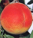 黄金桃 （無袋）