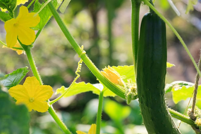 野菜・水稲