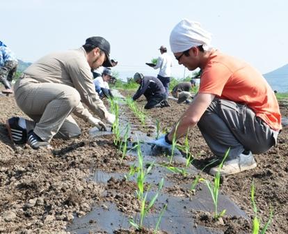 トウモロコシの苗定植作業